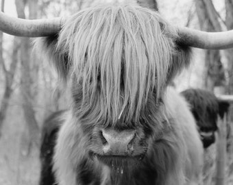 Hairy Cow Photo - Scottish Highland Cattle - Black and White Farm Animal Print