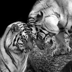 Tiger Love Photo No. 1 Black and White Animal Nature Wildlife Photo Print image 1