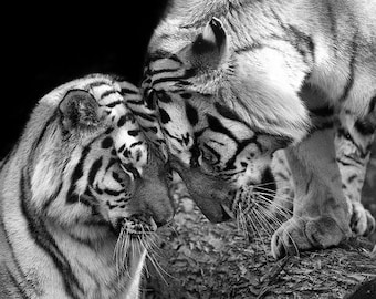 Tiger Love Photo No. 1 - Black and White Animal Nature Wildlife Photo Print