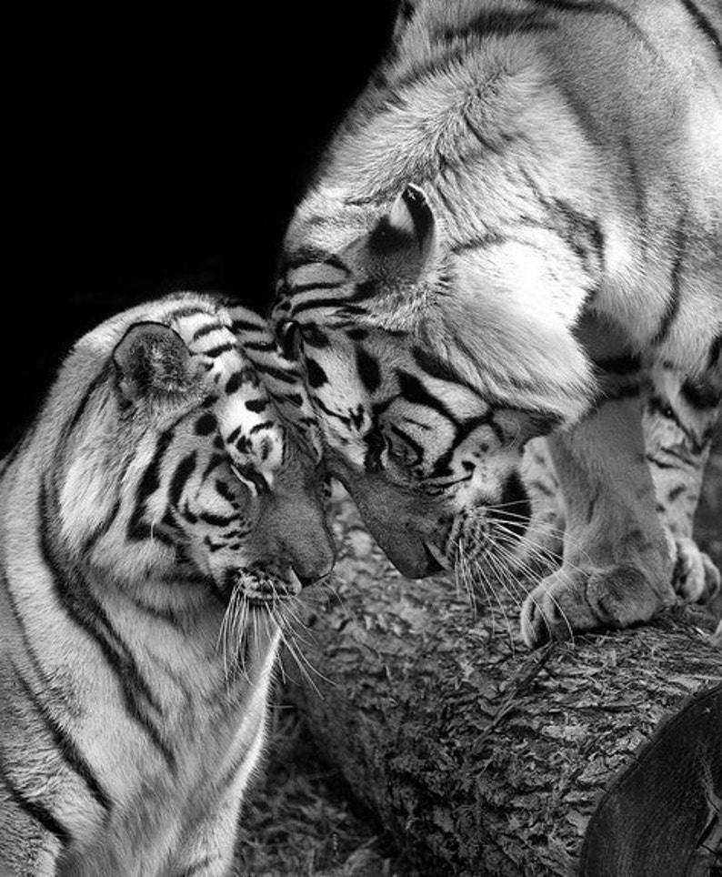 Tiger Love Photo No. 1 Black and White Animal Nature Wildlife Photo Print image 1