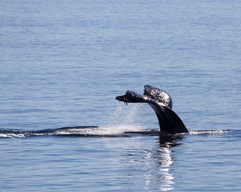 Humpback Whale Fluke Photography Print - Whale Art