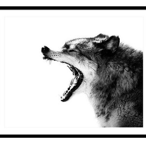 Wolf Photo Intense Gray Wolf Portrait Wall Art image 2