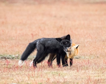 Fox Kits at Play - Red and Black Fox Photography Print - Fox Art