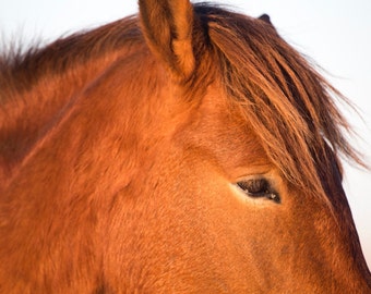 Wild Horse Photograph - Color or Black and White Horse Equine Photography Print