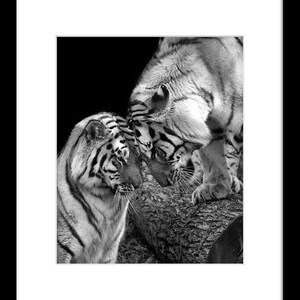 Tiger Love Photo No. 1 Black and White Animal Nature Wildlife Photo Print image 2