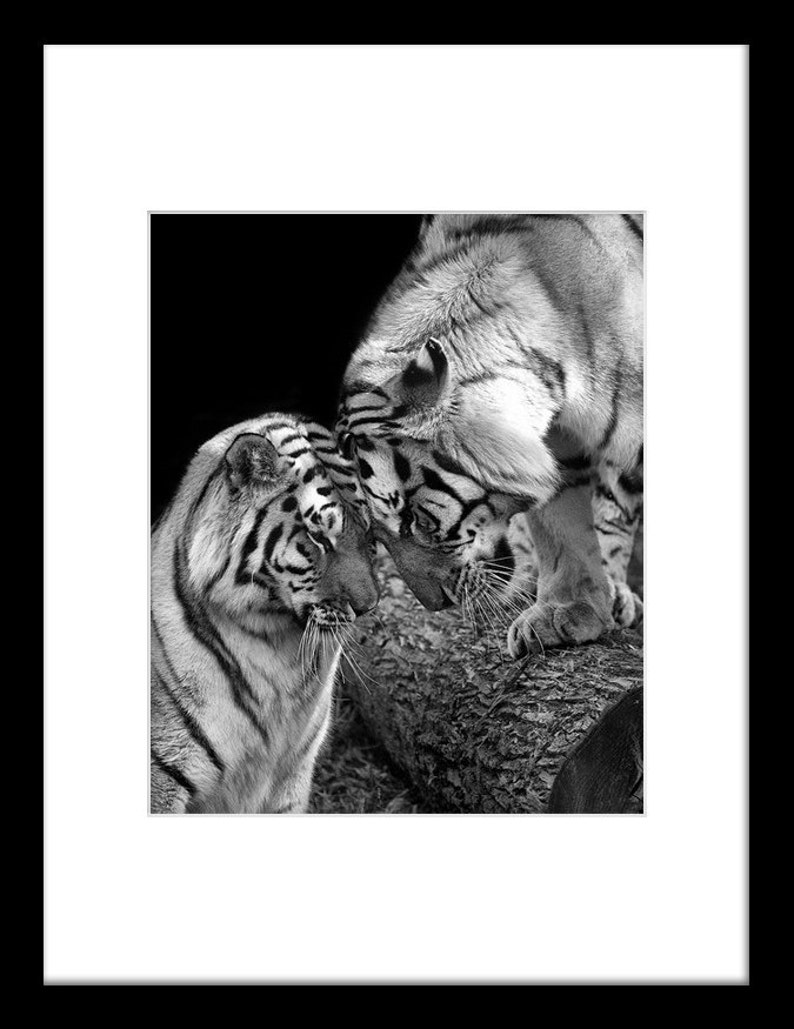 Tiger Love Photo No. 1 Black and White Animal Nature Wildlife Photo Print image 2