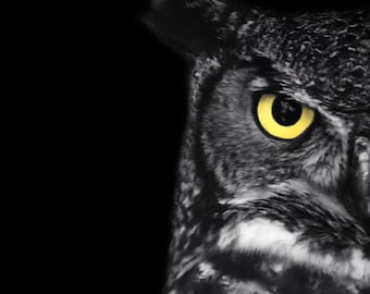May include: Close-up of an owl's face with a yellow eye. The owl's feathers are gray and white, and the background is black.
