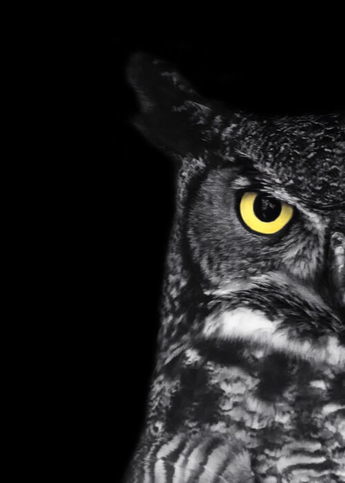 Great Horned Owl Photo - "Ladybird" - Black and White Bird Photography Print - Minimal Ani