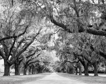 Avenue of Oaks, Charleston, South Carolina Photo Black and White or Color Photo Print