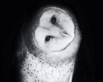 May include: A black and white photo of an owl with its head tilted down, looking at the camera. The owl's feathers are soft and fluffy, and its eyes are large and dark.