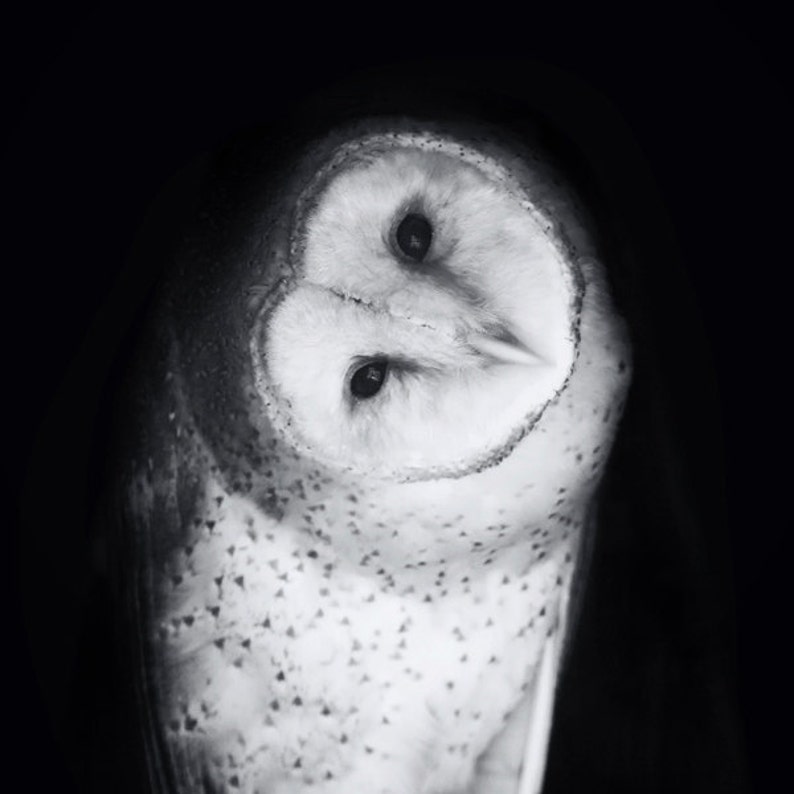 Barn Owl Photo Art Hoo Are You Square Black and White Bird Fine Art Print image 1