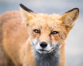 Fox Photo - The Curious Fox - Wild Red Fox Photography Print