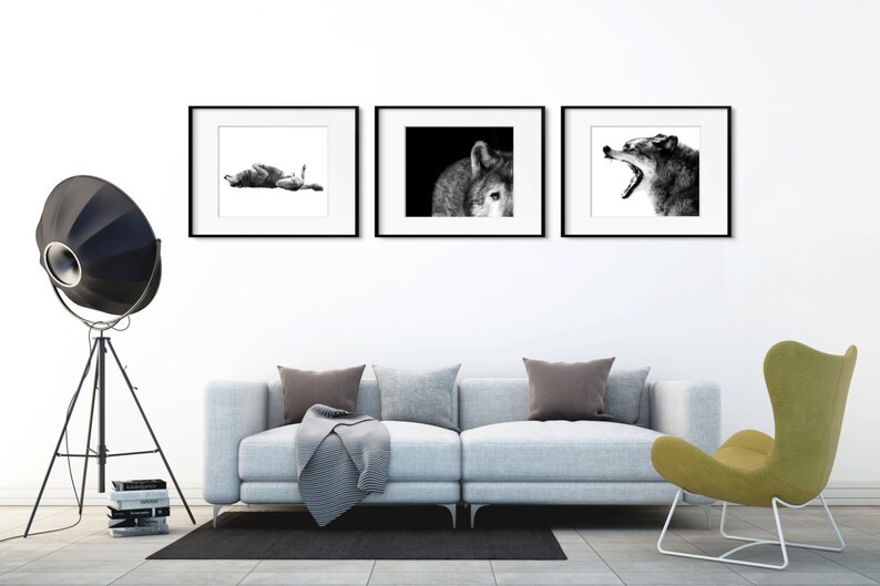 Op de afbeelding: Drie zwart-wit geframed foto's van wolven die aan een witte muur hangen boven een grijze bank en een groene fauteuil. De foto's bevinden zich in een moderne woonkamer.