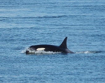 以下が含まれることがあります： 黒と白のシャチが青い海の海水を泳いでいます。シャチは画像の右側に向かって泳いでいます。
