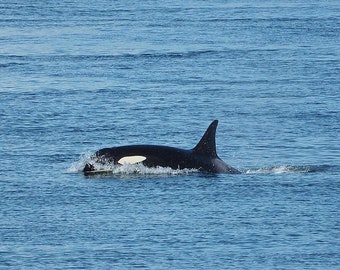 Killer Whale Photo - Orca Whale Art