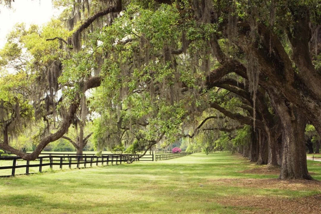 Charleston, South Carolina Photo Oak Trees Spanish Moss Print Etsy