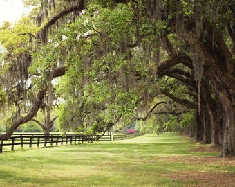 Charleston, South Carolina Photo - Oak Trees Spanish Moss Print