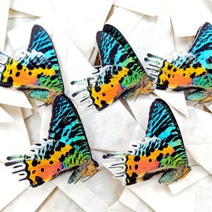 Polillas del ocaso de Madagascar (1x, 2x, 5x, 10x, 20x) / Chrysiridia ripheus / Mariposas secas sin montar para propagación, arte y entomología
