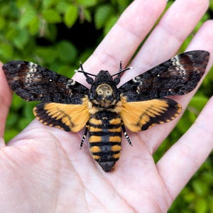 Real Deaths Head Hawk Moth Lot (2-20) | folded and dried Acherontia atropos specimen | Unmounted for Art, DIY Projects & Entomology