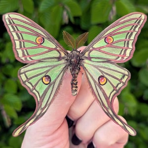 Real Spanish Moon Moth | Graellsia Actias isabellae | Unmounted dried Butterflies for Spreading, Art & Entomology