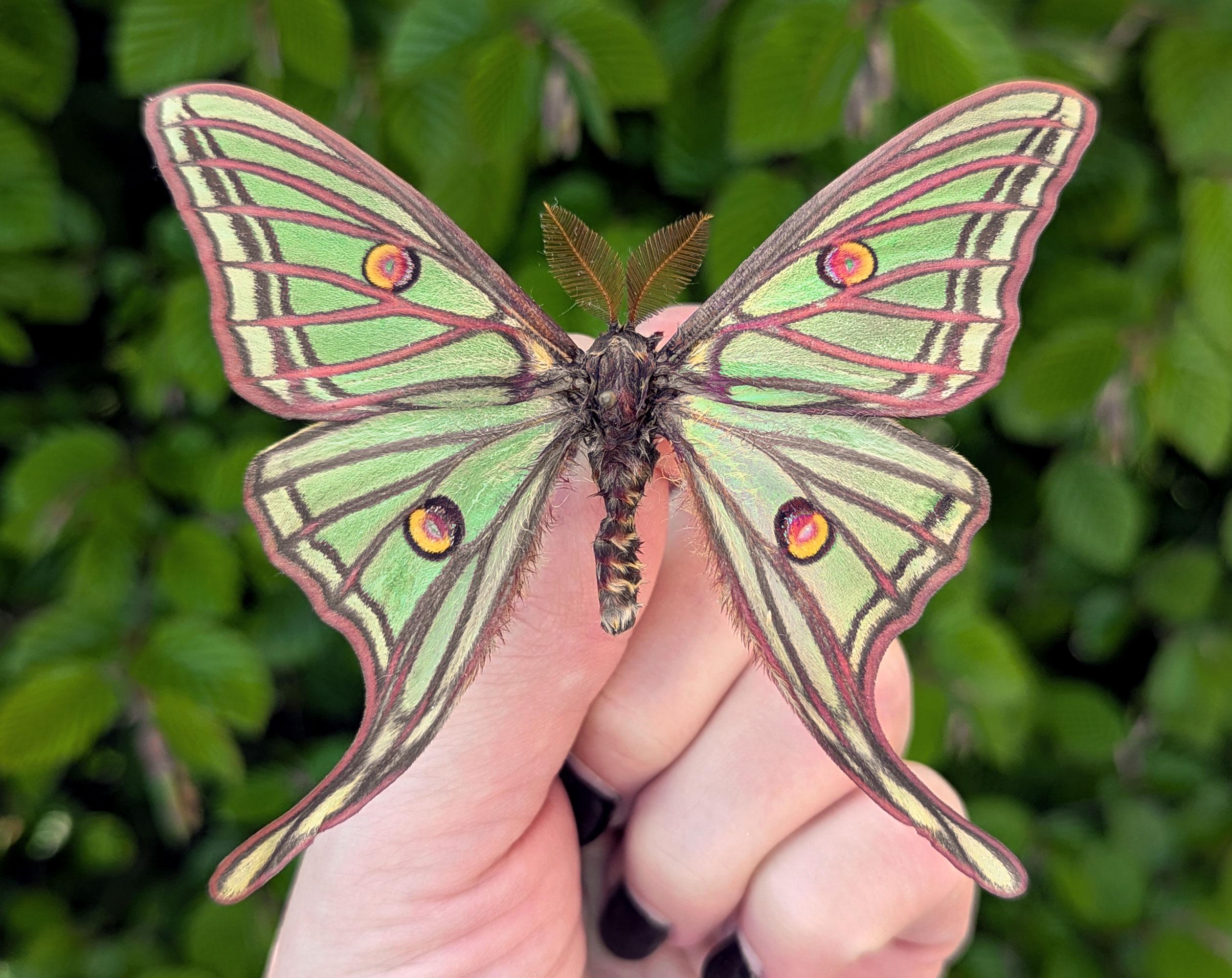 Spanish Moon Moth Specimen - Etsy