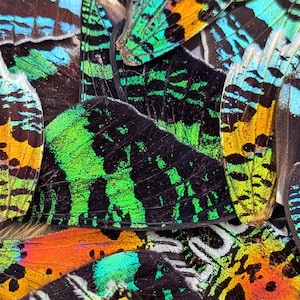 Lot of real Madagascan Sunset Moth Wings, Chrysiridia Urania rhipheus, Butterfly parts for Entomology crafts and Resin Jewelry