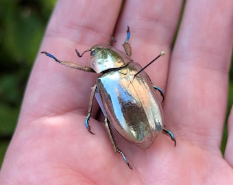 昆虫マニヤ必見！！イギリスアンティーク 本物の昆虫スカラベのピアス