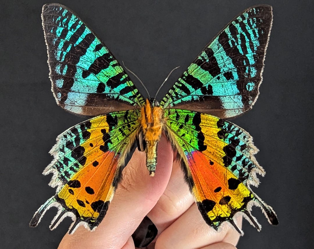 Lot of Real Madagascan Sunset Moth Wings, Chrysiridia Urania Rhipheus ...