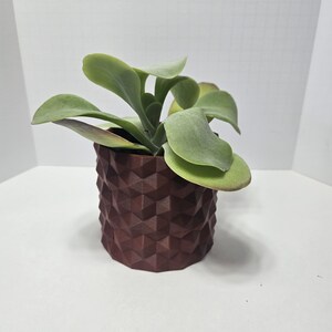 May include: A small potted plant with large, rounded green leaves. The plant is in a dark brown, geometric-patterned pot. The pot has a faceted design, adding a modern touch to the plant's presentation.