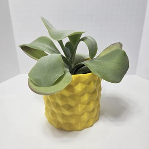 May include: A potted succulent plant with large, rounded green leaves. The plant sits in a bright yellow, geometric patterned pot. The pot's design features a repeating diamond pattern, adding a modern touch to the plant's presentation.
