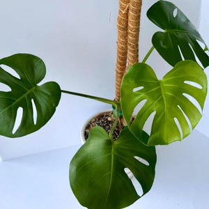 Monstera &#39;Deliciosa&#39; Cutting (1 Leaf + Node) - Exotic Houseplants for Sale