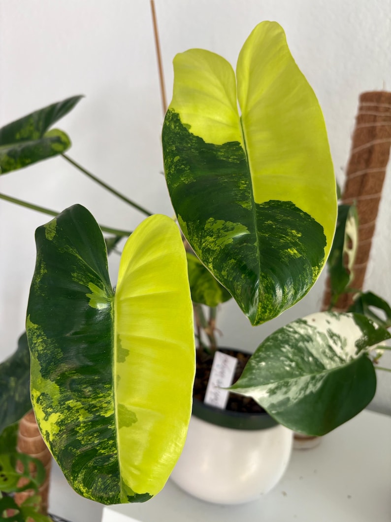 RareRootsByRyan Philodendron Burle Marx