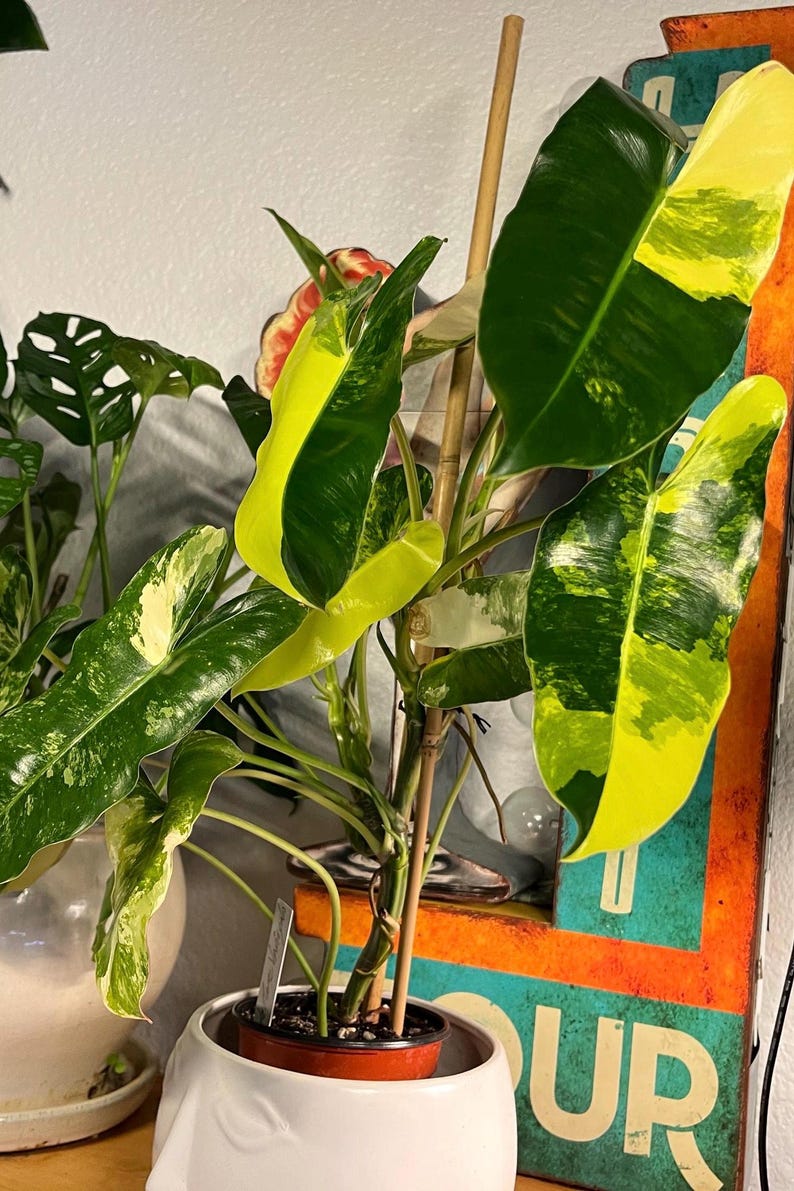 RareRootsByRyan Philodendron Burle Marx - Thumbnail 4