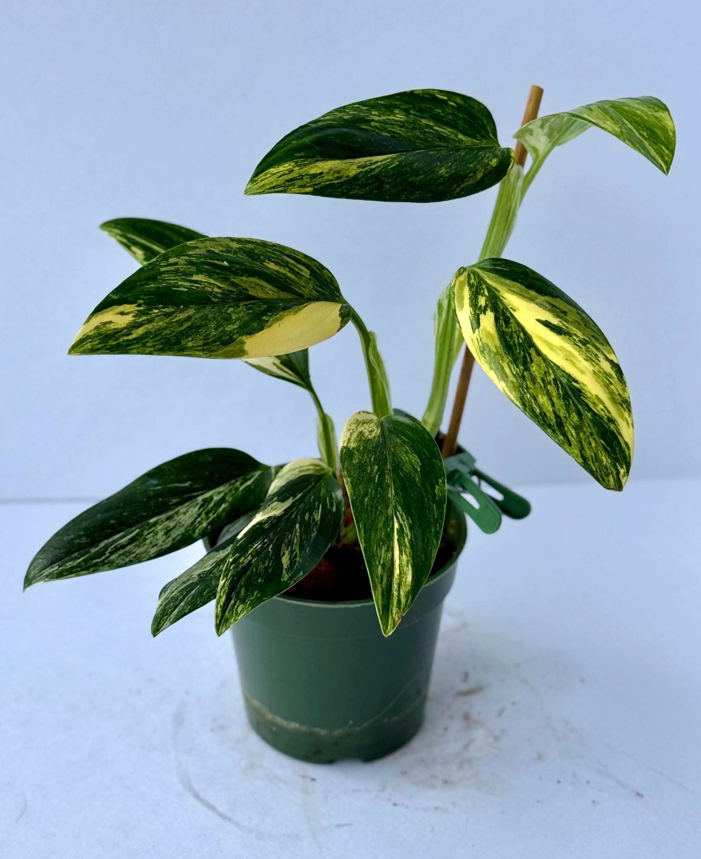 sansevieria moonshine variegated Moonshine Sansevieria Trifasciata main image 0