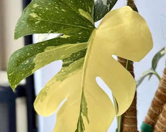 Monstera Thai Constellation Cutting — Rare Variegated Monstera — Unrooted — USA Seller — Plant Lover Gift