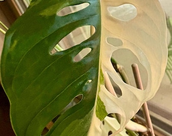Variegated Monstera Adansonii Albo | Unrooted Live Plant Cutting | Rare Indoor Houseplant | Collector Aroid