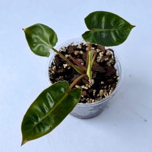 Rare Philodendron &#39;Billietiae&#39; Live Starter Plant 4” - Exotic Houseplants for Sale