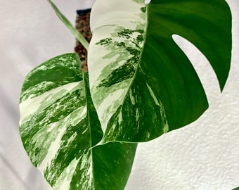 Monstera Albo Variegata Cutting | Rooted Variegated Monstera Deliciosa | Rare Tropical Indoor Houseplant