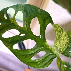 Variegated Monstera Adansonii European Mint | Rare Variegated Houseplant | Indoor Tropical Collector Plant Cuttings