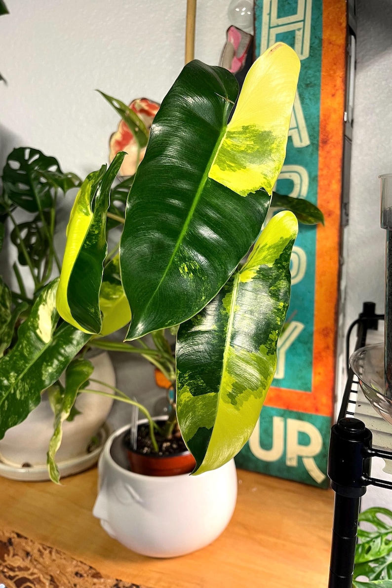 RareRootsByRyan Philodendron Burle Marx - Thumbnail 2