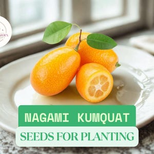 12 Nagami Kumquat Seeds for Planting  Citrus Japonica  Dwarf Fruit Tree  for Home Gardens - Etsy