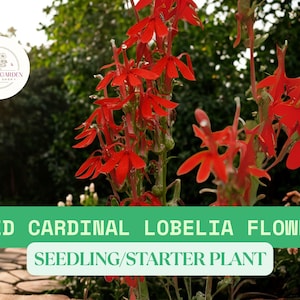 Red Cardinal Lobelia Seedlings – Live Plants for Planting – Bright Red Blooms Attract Hummingbirds