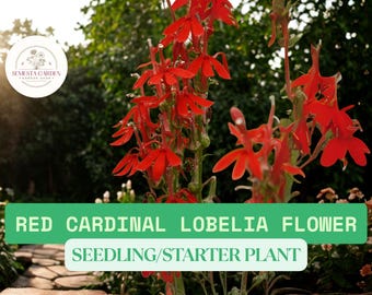 Plántulas de Lobelia Cardenal Roja – Plantas vivas para plantar – Flores rojas brillantes que atraen a los colibríes