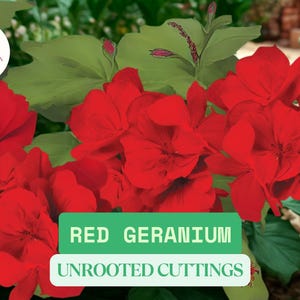 5 Organic Red Geranium Unrooted Cuttings | Approx. 5-8&quot; Tall Cutting Pelargonium | Easy to Root Heirloom Garden Flower for Pots or Beds