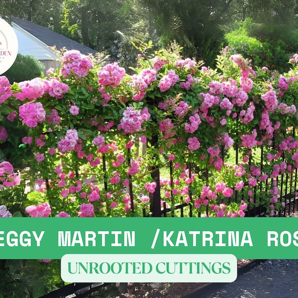 6 Peggy Martin Rose Cuttings – 10" Unrooted Climbing Rose for Propagation