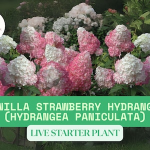 1 Vanilla Strawberry Hydrangea Live Plant Approx. 5&quot; tall Plant - Hydrangea paniculata for Summer Color - Pink & White Hardy Perennial Shrub