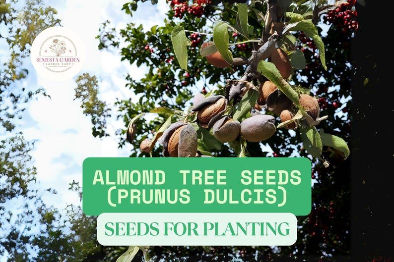 Almond Tree Seeds | 20 Seeds for Planting | Grow Almond Trees | Prunus ...