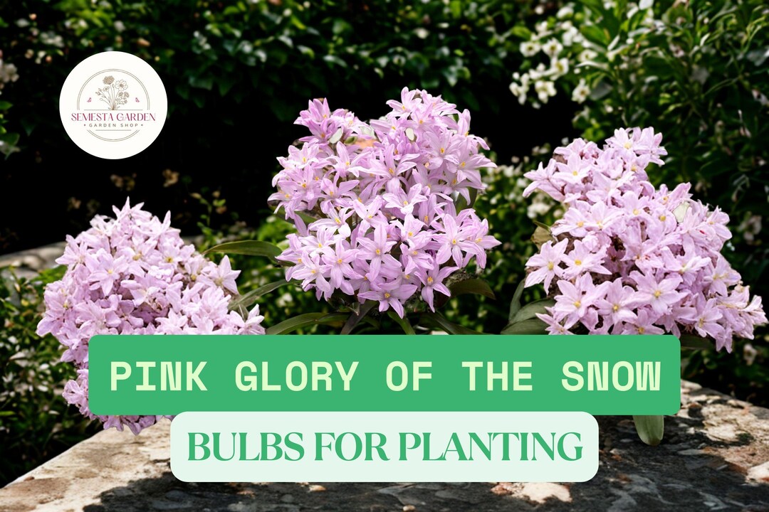 25 Pink Glory of the Snow Bulbs – Chionodoxa Forbesii 25 Bulbs, Early ...