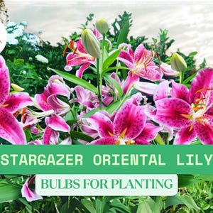 4 Lilium Stargazer Oriental Lily Bulbs for Planting – Summer Blooming Fragrant Flowers – Vibrant Pink and White Blooms