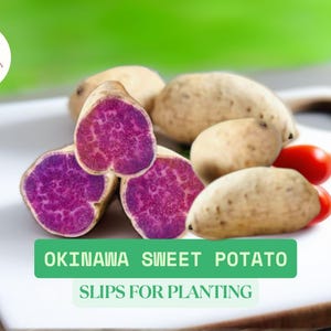 10 Okinawa Sweet Potato Slips for Planting | White & Purple Varieties | Ipomoea batatas Slips Ready To Plant | Rare Garden Vines